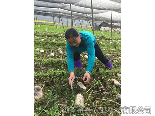 衡阳县领导在基地指导羊肚菌采收-(1)
