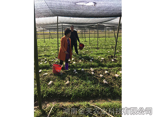 衡阳县领导在基地指导羊肚菌采收-(2)