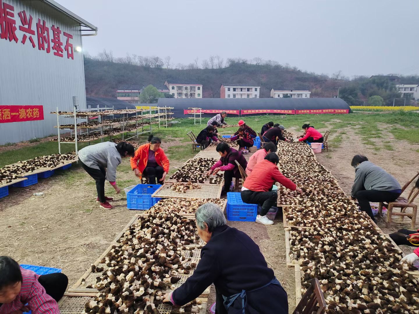 羊肚菌基地