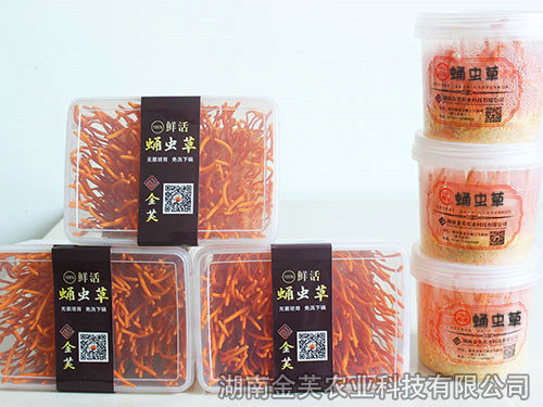 鲜活蛹虫草
