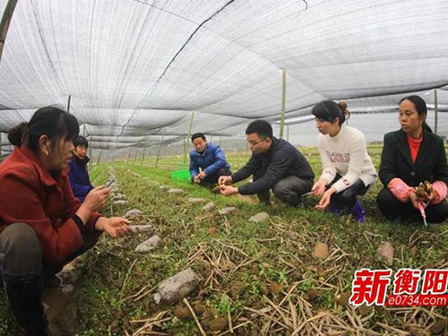湖南金芙农业科技有限公司,湖南农业科技发展,蛹虫草,药用菌 湖南金芙农业科技有限公司,湖南农业科技发展,蛹虫草,药用菌