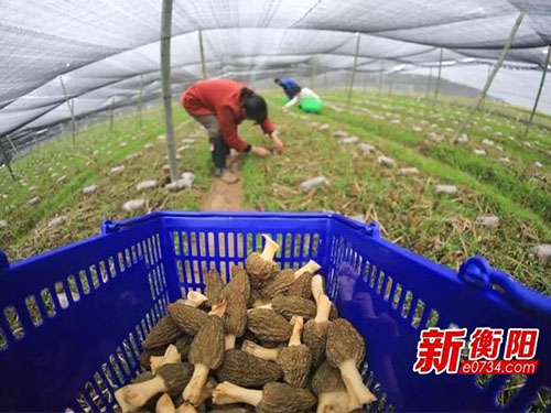 湖南金芙农业科技有限公司,湖南农业科技发展,蛹虫草,药用菌 湖南金芙农业科技有限公司,湖南农业科技发展,蛹虫草,药用菌