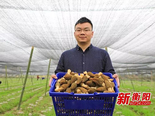 湖南金芙农业科技有限公司,湖南农业科技发展,蛹虫草,药用菌 湖南金芙农业科技有限公司,湖南农业科技发展,蛹虫草,药用菌