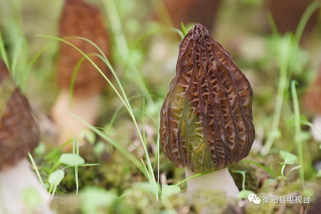 湖南金芙农业科技有限公司,湖南蛹虫草,湖南羊肚菌,蛹虫草,羊肚菌,龙新,虫草酒哪里好,衡阳食用菌,衡阳羊肚菌,衡阳蛹虫草 湖南金芙农业科技有限公司,湖南蛹虫草,湖南羊肚菌,蛹虫草,羊肚菌,龙新,虫草酒哪里好,衡阳食用菌,衡阳羊肚菌,衡阳蛹虫草