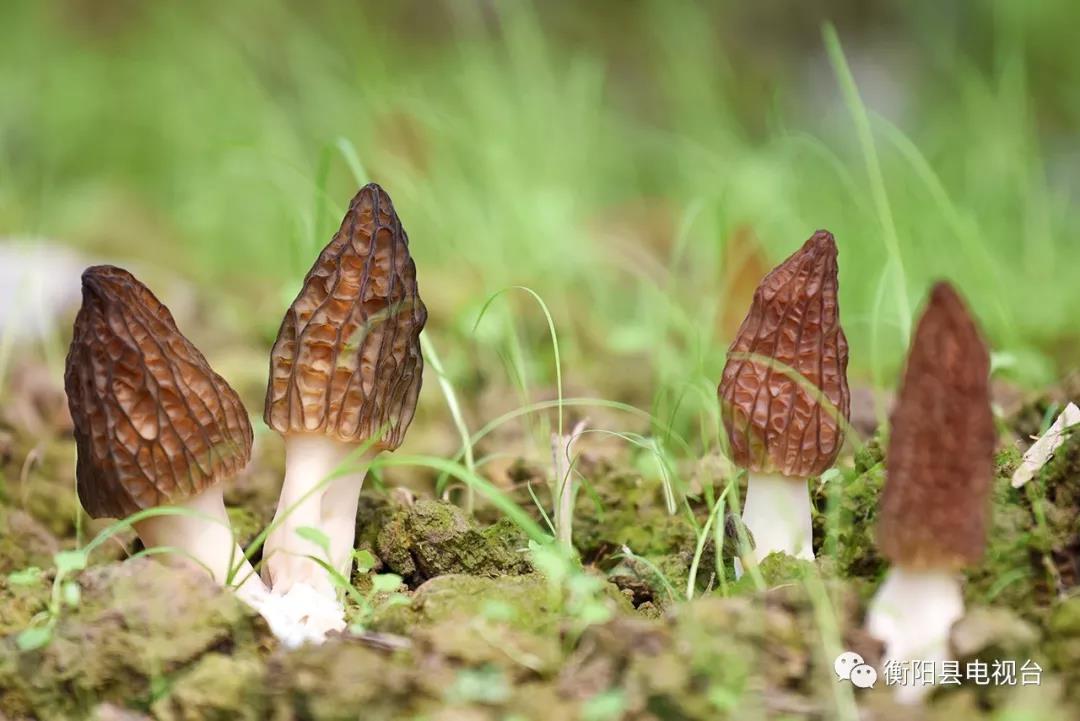湖南金芙农业科技有限公司,湖南蛹虫草,湖南羊肚菌,蛹虫草,羊肚菌,龙新,虫草酒哪里好,衡阳食用菌,衡阳羊肚菌,衡阳蛹虫草 湖南金芙农业科技有限公司,湖南蛹虫草,湖南羊肚菌,蛹虫草,羊肚菌,龙新,虫草酒哪里好,衡阳食用菌,衡阳羊肚菌,衡阳蛹虫草