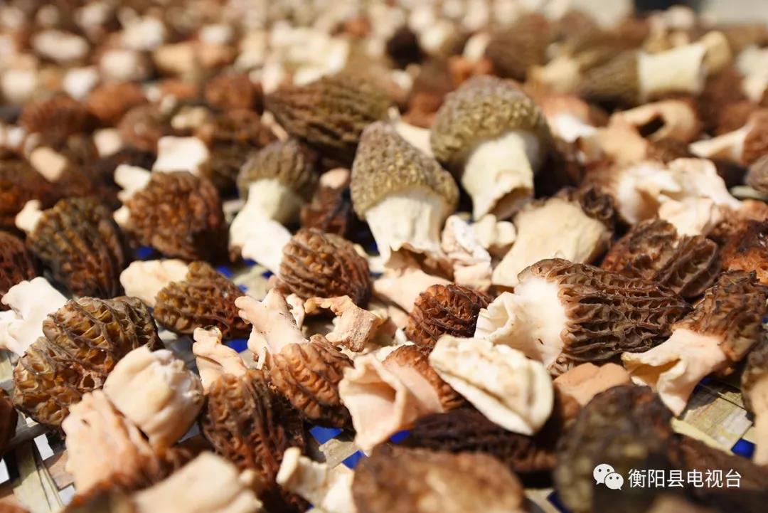湖南金芙农业科技有限公司,湖南蛹虫草,湖南羊肚菌,蛹虫草,羊肚菌,龙新,虫草酒哪里好,衡阳食用菌,衡阳羊肚菌,衡阳蛹虫草 湖南金芙农业科技有限公司,湖南蛹虫草,湖南羊肚菌,蛹虫草,羊肚菌,龙新,虫草酒哪里好,衡阳食用菌,衡阳羊肚菌,衡阳蛹虫草