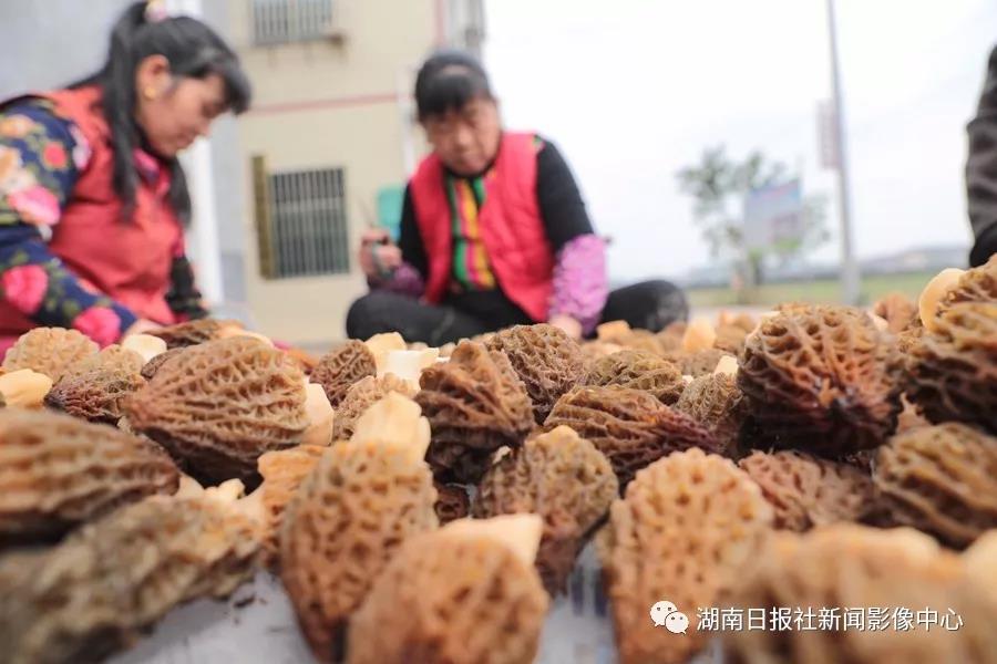 湖南金芙农业科技有限公司,湖南蛹虫草,湖南羊肚菌,蛹虫草,羊肚菌,龙新,虫草酒哪里好,衡阳食用菌,衡阳羊肚菌,衡阳蛹虫草